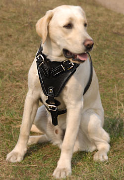 Best leather dog harness for Labrador!!!