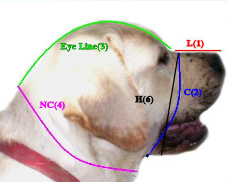 How to measure your dog for the best fitting dog muzzle
