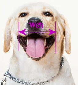 Purchasing the Right Muzzle for your Dog