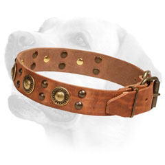 Leather Labrador Collar Decorated with     Brass Studs and Circles
