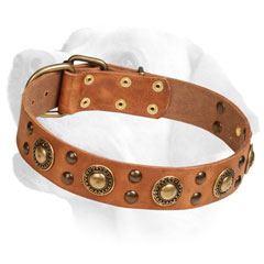 Firm     Leather Labrador Collar Decorated with Brass Circles