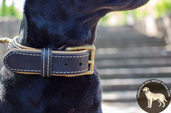 Soft Padded Leather Labrador Collar with Classical Buckle