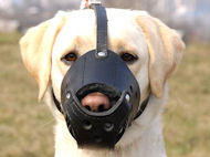 Labrador dog muzzle
