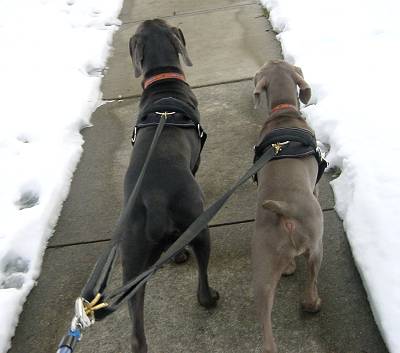 walking dog harness for labrador