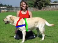labrador dog harness size