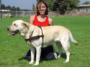 dog harness for Labrador