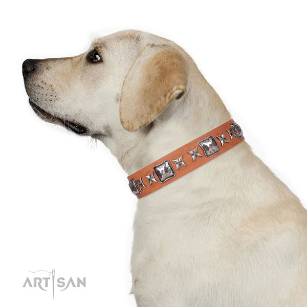 Everyday walking embellished dog collar of top quality material