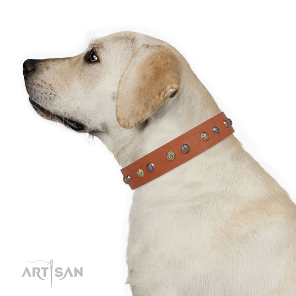 Genuine leather dog collar with strong buckle and D-ring for everyday walking