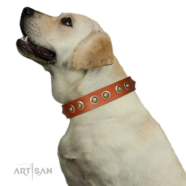 Easy wearing dog collar of genuine leather with unusual studs