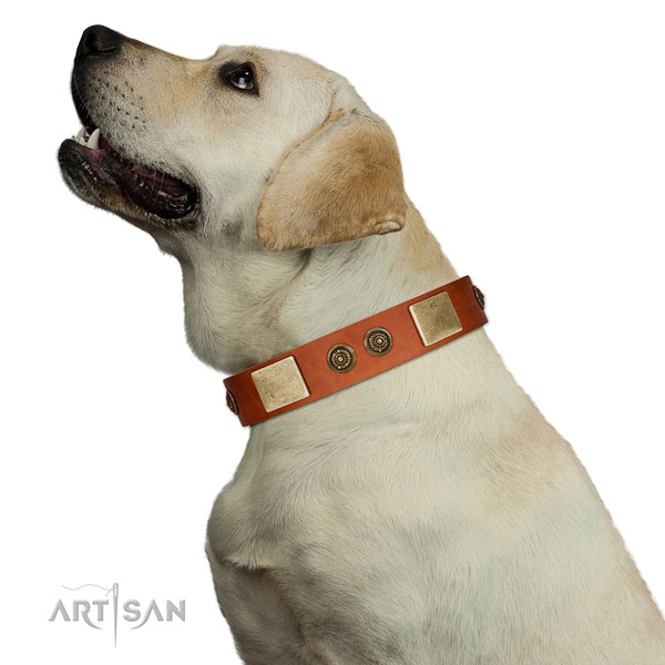 Best quality dog collar created for your stylish doggie
