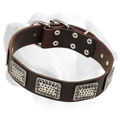 Awesome Leather Labrador Collar with Nickel Plates