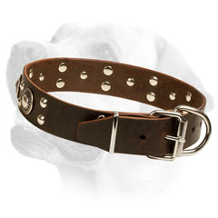 Leather Labrador Collar Decorated with studs and conchos