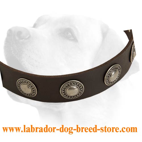 Handcrafted Decorative Buckled Collar For Labrador