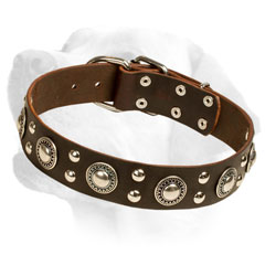 Firm Leather Labrador Collar Equipped with studs and conchos