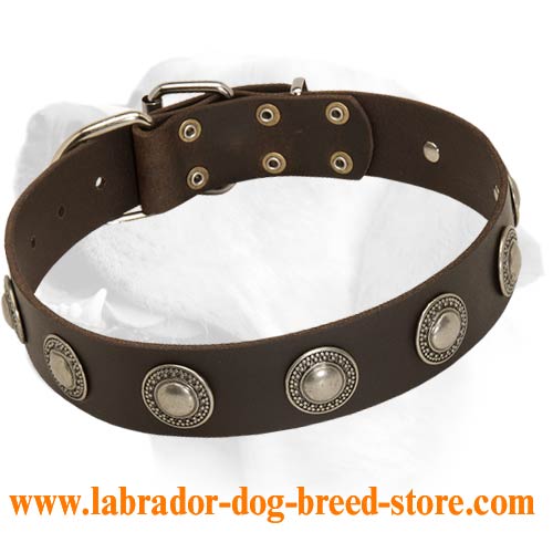 Buckled Handmade Collar For Labrador