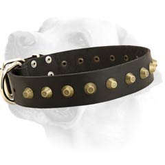 Wide Leather Collar For Labrador