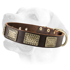 Labrador Everyday Leather Dog Decorative Collar