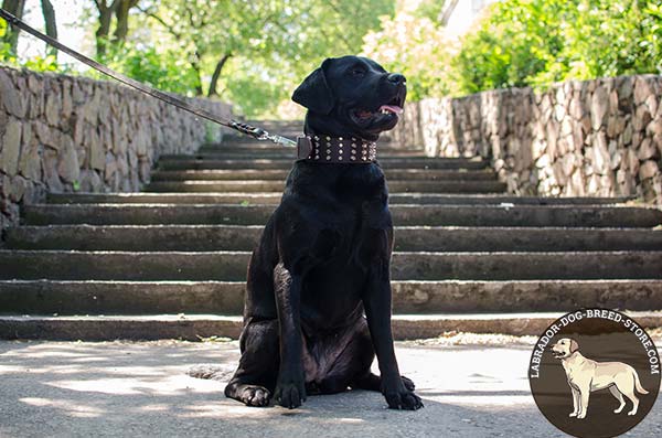 Labrador brown leather collar with duly riveted cones for daily walks