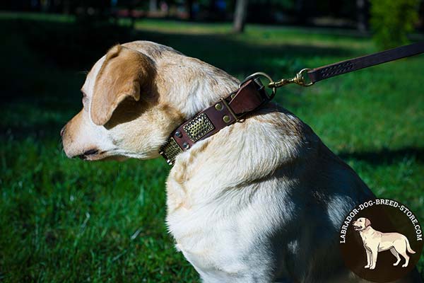 Labrador brown leather collar easy-to-adjust adorned with studs and plates for walking in style