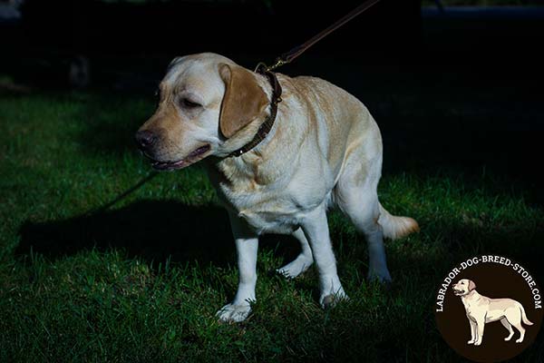 Labrador brown leather collar with rust-resistant brass plated hardware for improved control