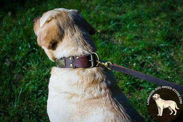 Handcrafted Leather Labrador Collar with Reliable Brass Plated Fittings