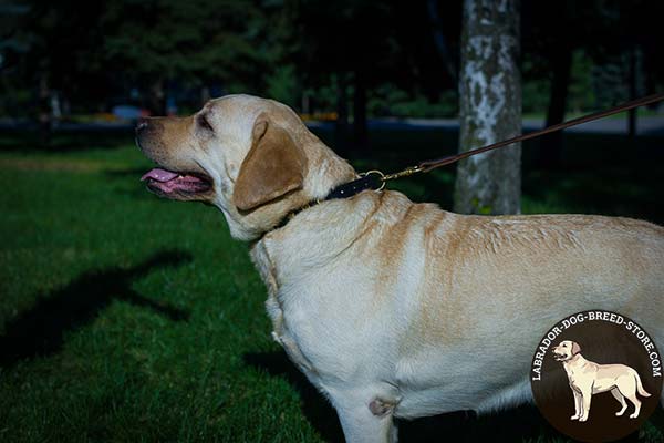 Perfect-Looking Leather Labrador Collar with Brass Plated Studs