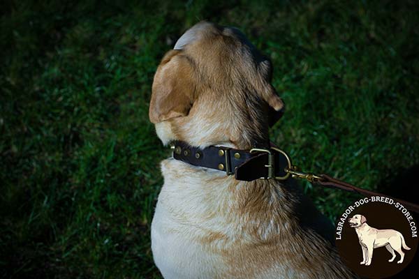 Matchless Leather Labrador Collar with Brass Plated Studs and Fittings