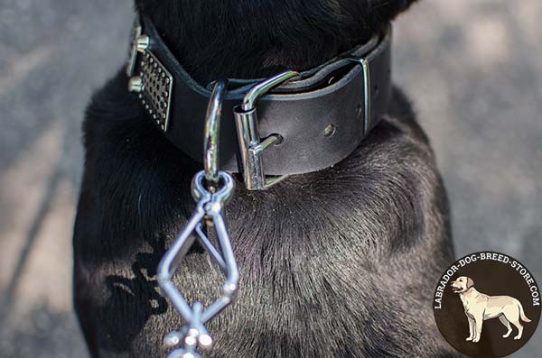 Stout Leather Labrador Collar with Nickel Plated Decorations and Fittings