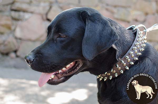 Splendid Leather Labrador Collar with Spikes and Studs for Walking