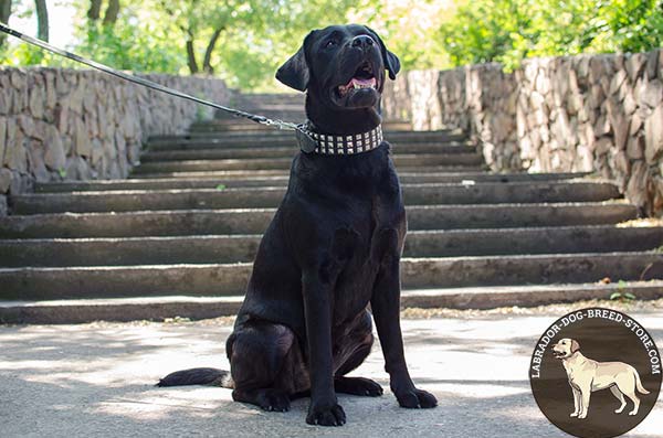 Posh Leather Labrador Collar with Pyramid-Shaped Studs