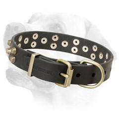 Labrador collar with brass fittings