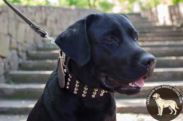 Wide Leather Labrador Collar with Studs