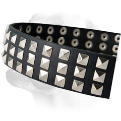 Riveted Nickel Studs On Leather Labrador Collar