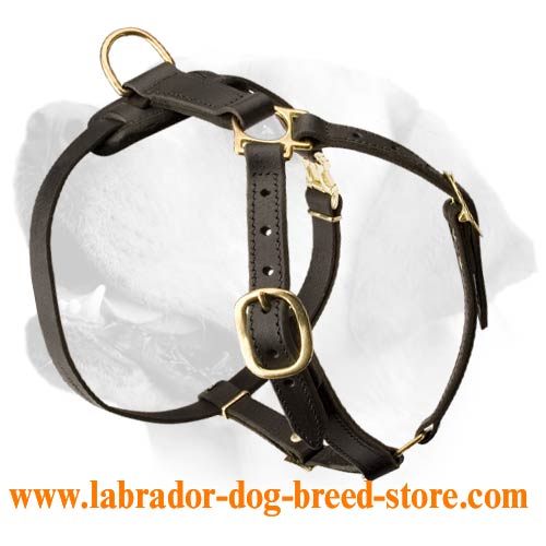 Labrador Exclusive Luxury Handcrafted Padded Leather Dog Harness [H10##1026  Exclusive Luxury Harrness] : Labrador dog harness, Labrador dog muzzle,  Labrador dog collar, Dog leash